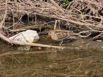 2019年4月7日(日) 野川の野鳥観察記録