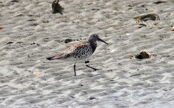 オバシギ ふなばし三番瀬海浜公園 2019年4月7日(日)