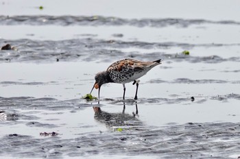 オバシギ ふなばし三番瀬海浜公園 2019年4月7日(日)