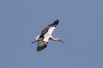 コウノトリ 兵庫県豊岡市 2019年4月6日(土)