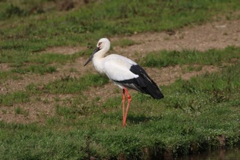 コウノトリ 兵庫県豊岡市 2019年4月6日(土)