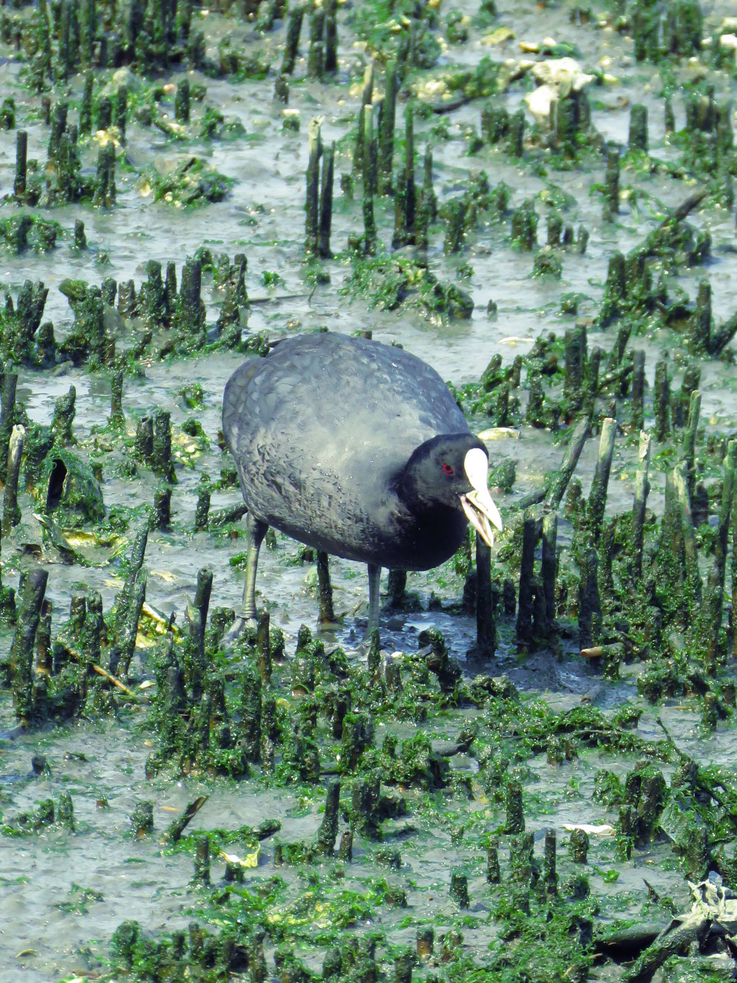 東京港野鳥公園 オオバンの写真 by とろろ