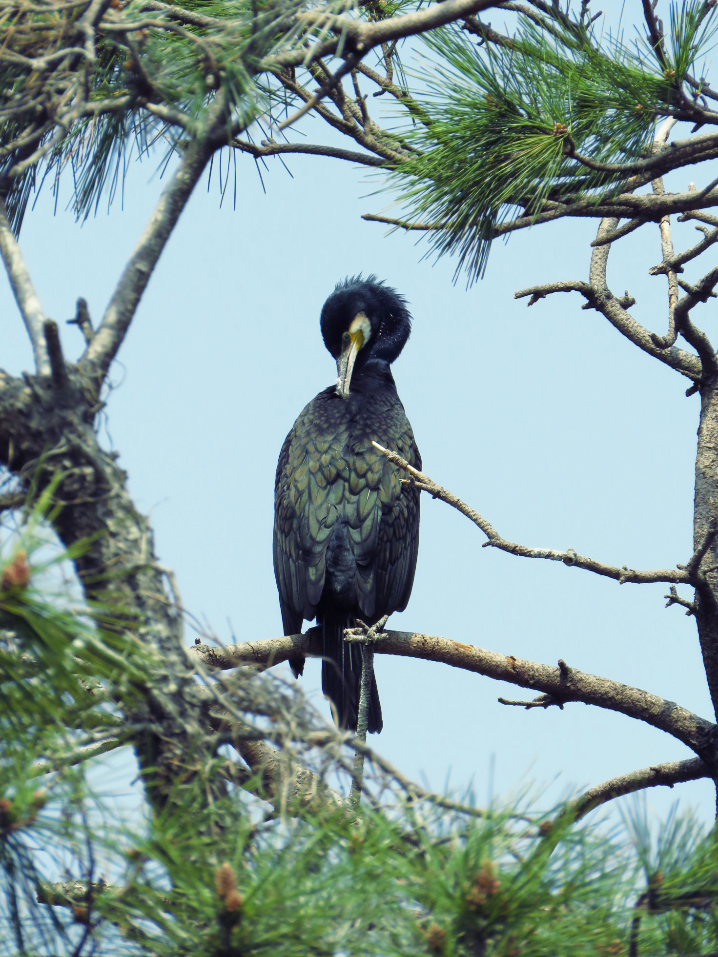 東京港野鳥公園 カワウの写真 by とろろ