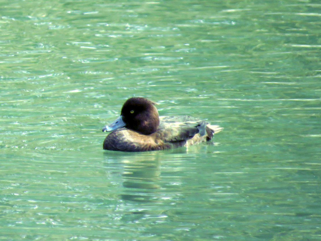 東京港野鳥公園 キンクロハジロの写真 by とろろ