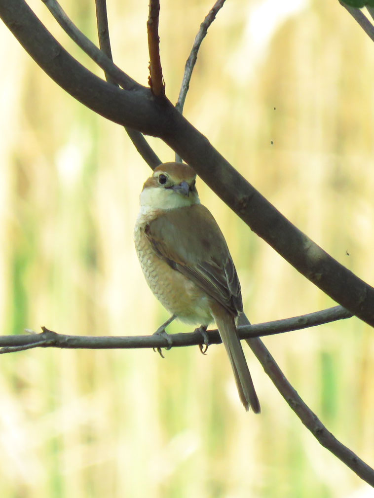 東京港野鳥公園 モズの写真 by とろろ