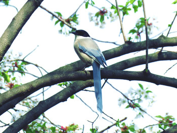 Sun, 4/7/2019 Birding report at 東京都世田谷区