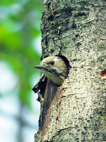 Sun, 4/7/2019 Birding report at Tokyo Port Wild Bird Park