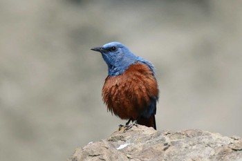 Blue Rock Thrush 神奈川 Sat, 4/6/2019