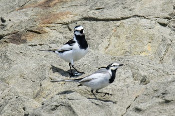 White Wagtail 神奈川 Sun, 4/7/2019