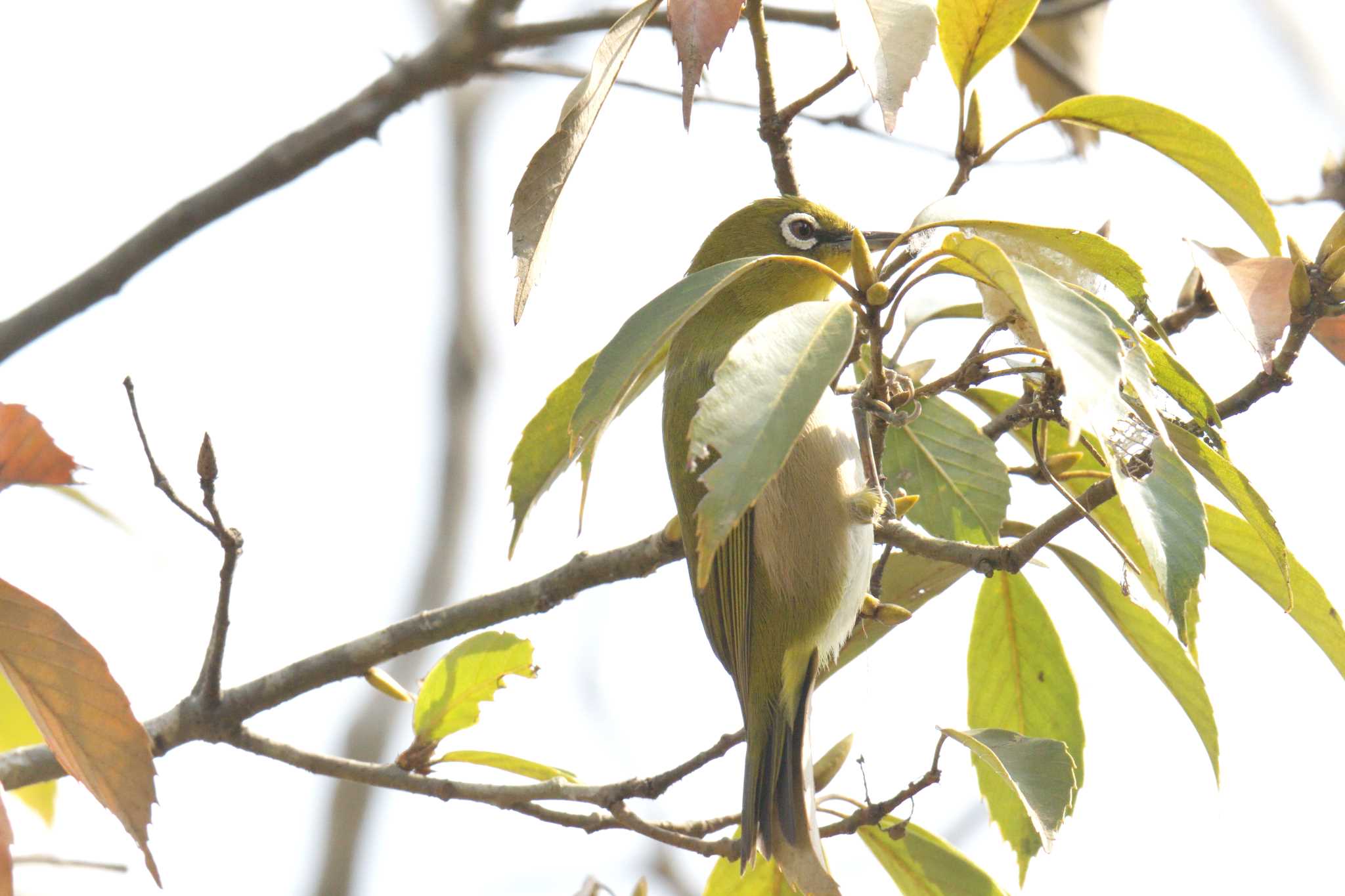 三重県上野森林公園 メジロの写真 by masatsubo