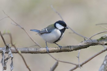 Sun, 4/7/2019 Birding report at Mie-ken Ueno Forest Park