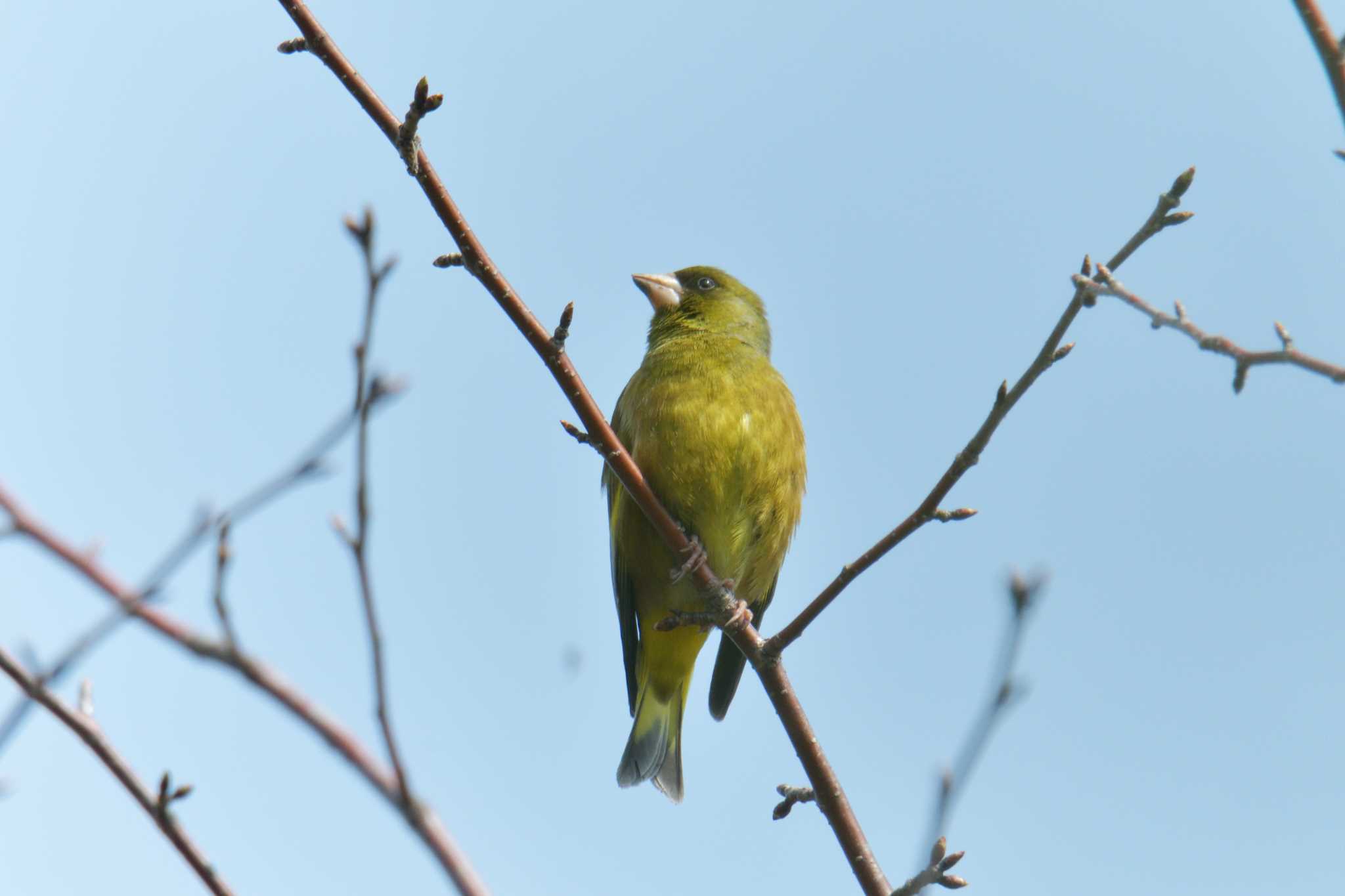 三重県上野森林公園 カワラヒワの写真 by masatsubo