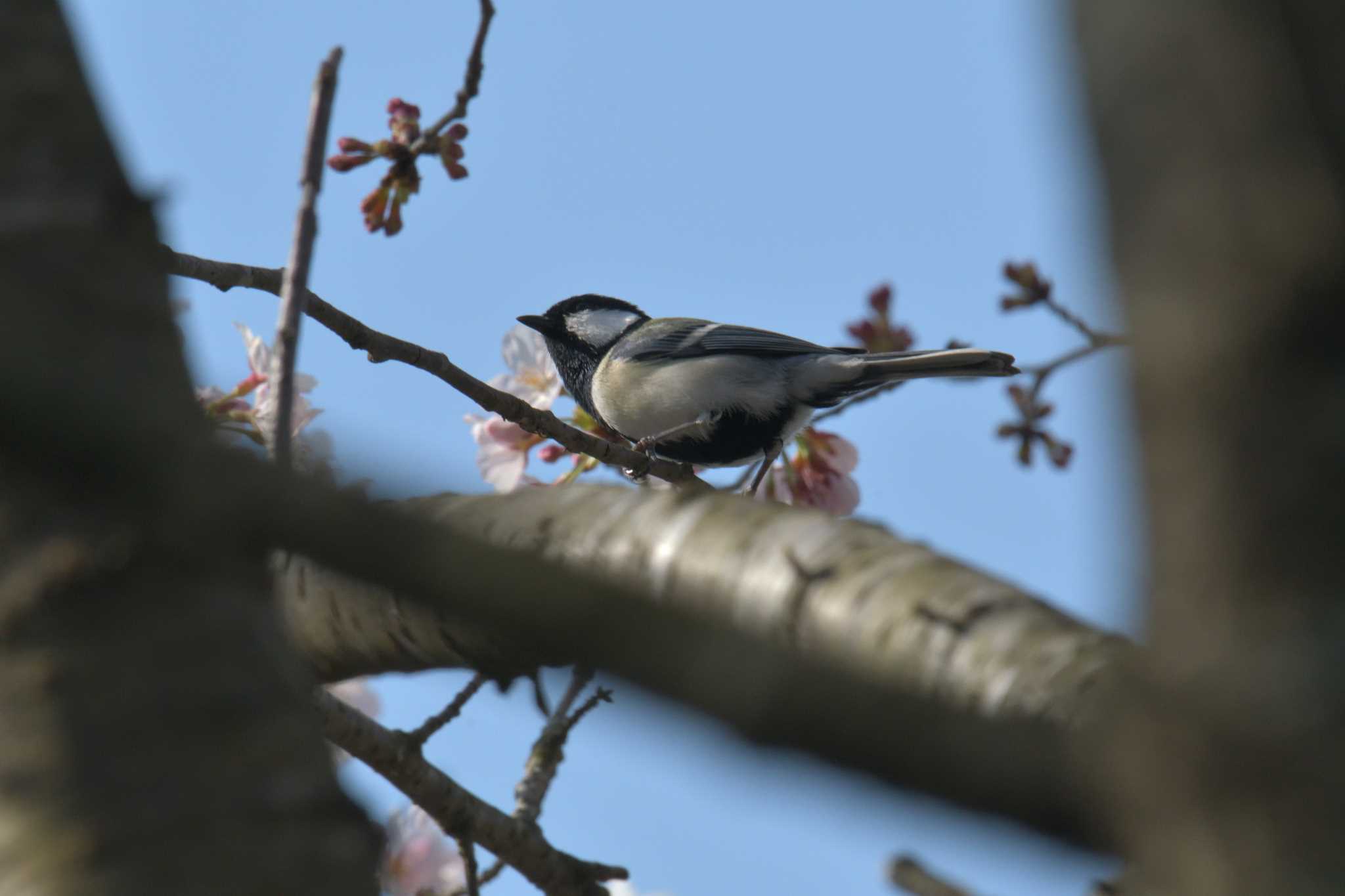 シジュウカラ