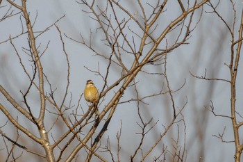 2019年4月7日(日) 嵯峨渓の野鳥観察記録