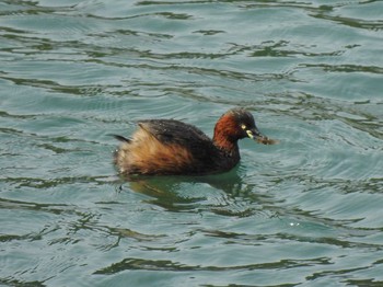 Little Grebe みろくの森 Sun, 4/7/2019