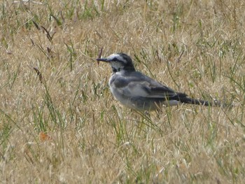 2019年4月7日(日) 相模原沈殿池の野鳥観察記録