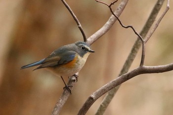 ルリビタキ 北海道 函館市 見晴公園 2019年4月7日(日)