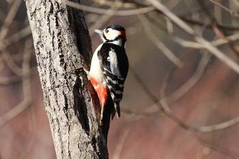 Great Spotted Woodpecker(japonicus) Miharashi Park(Hakodate) Sun, 4/7/2019