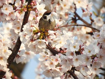 スズメ イタチ川 2019年4月7日(日)