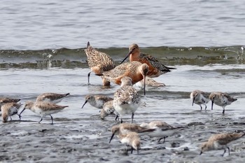 オオソリハシシギ ふなばし三番瀬海浜公園 2019年4月7日(日)