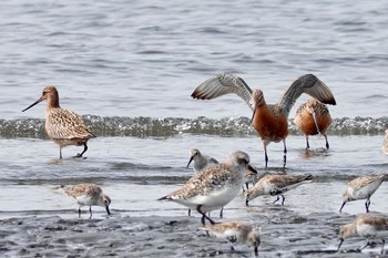 オオソリハシシギ ふなばし三番瀬海浜公園 2019年4月7日(日)