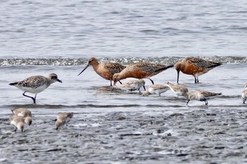 オオソリハシシギ ふなばし三番瀬海浜公園 2019年4月7日(日)