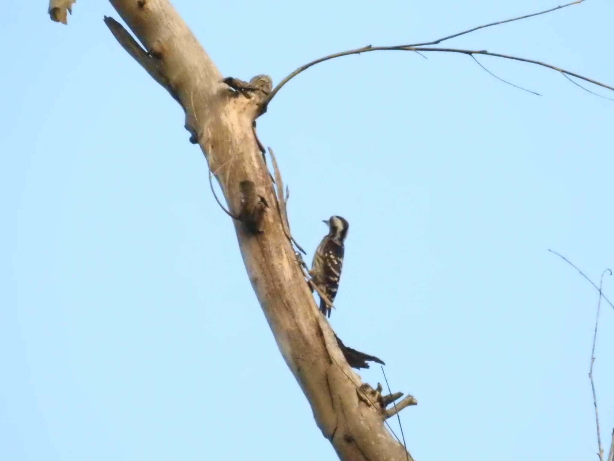 Photo of Grey-capped Pygmy Woodpecker at タイ南部 by でみこ