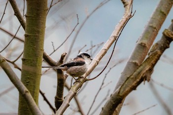 Long-tailed Tit 福岡県 北九州市 Sun, 4/7/2019