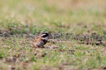 Rustic Bunting Asaba Biotope Sun, 4/7/2019