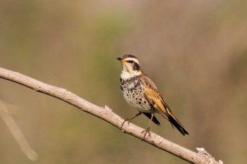 2019年4月7日(日) 浅羽ビオトープの野鳥観察記録