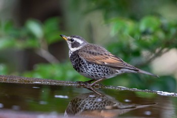 Sun, 4/7/2019 Birding report at 権現山(弘法山公園)