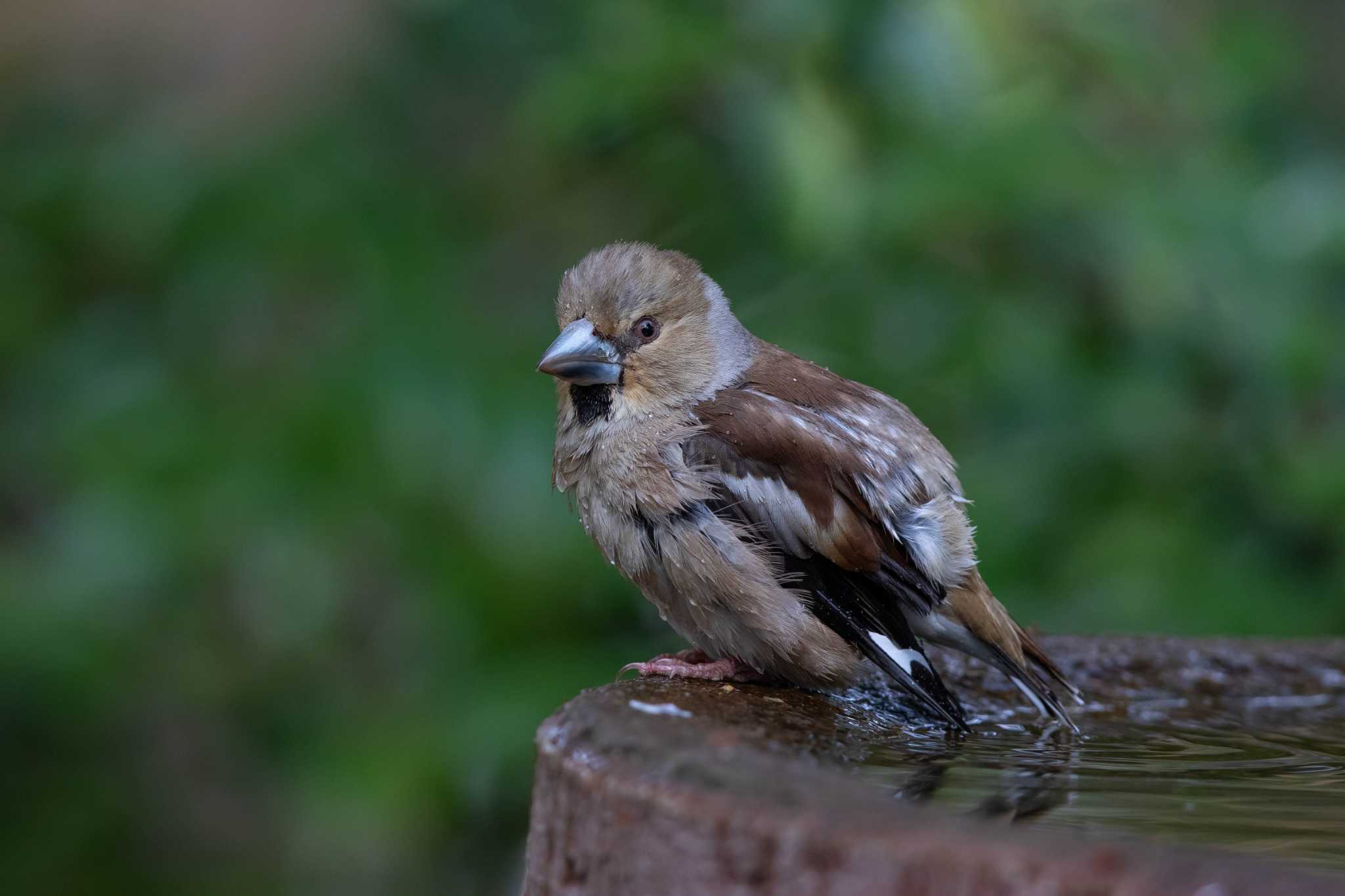 Photo of Hawfinch at 権現山(弘法山公園) by Trio