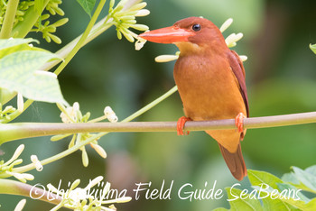 Ruddy Kingfisher(bangsi) Ishigaki Island Sun, 4/7/2019