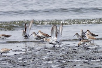 ハマシギ ふなばし三番瀬海浜公園 2019年4月7日(日)