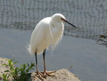 2019年4月7日(日) 境川(境橋付近)の野鳥観察記録