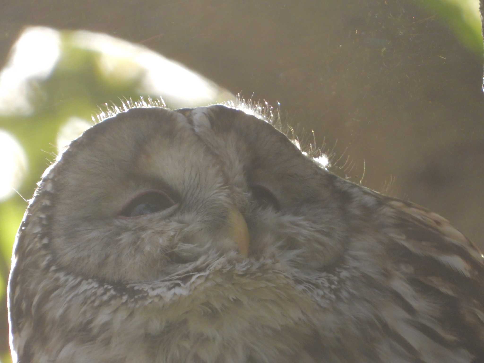 2025年2月10日(月) 井の頭自然文化園の野鳥観察記録 by ヨシテル 2025年2月10日(月) 井の頭自然文化園の野鳥観察記録 by ヨシテル