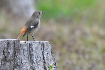 ジョウビタキ 福井県 2019年4月7日(日)