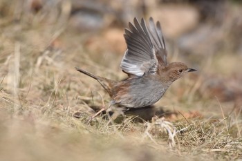 Fri, 12/29/2017 Birding report at 嵯峨塩深沢林道