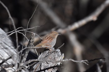 Japanese Accentor 嵯峨塩深沢林道 Fri, 12/29/2017