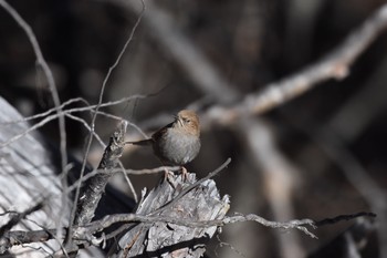 Japanese Accentor 嵯峨塩深沢林道 Fri, 12/29/2017