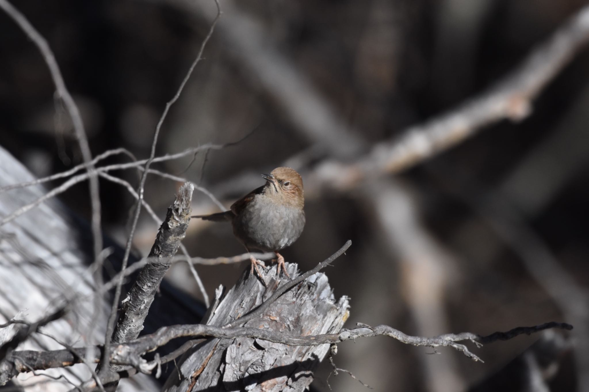 Photo of Japanese Accentor at 嵯峨塩深沢林道 by Hofstadter2303