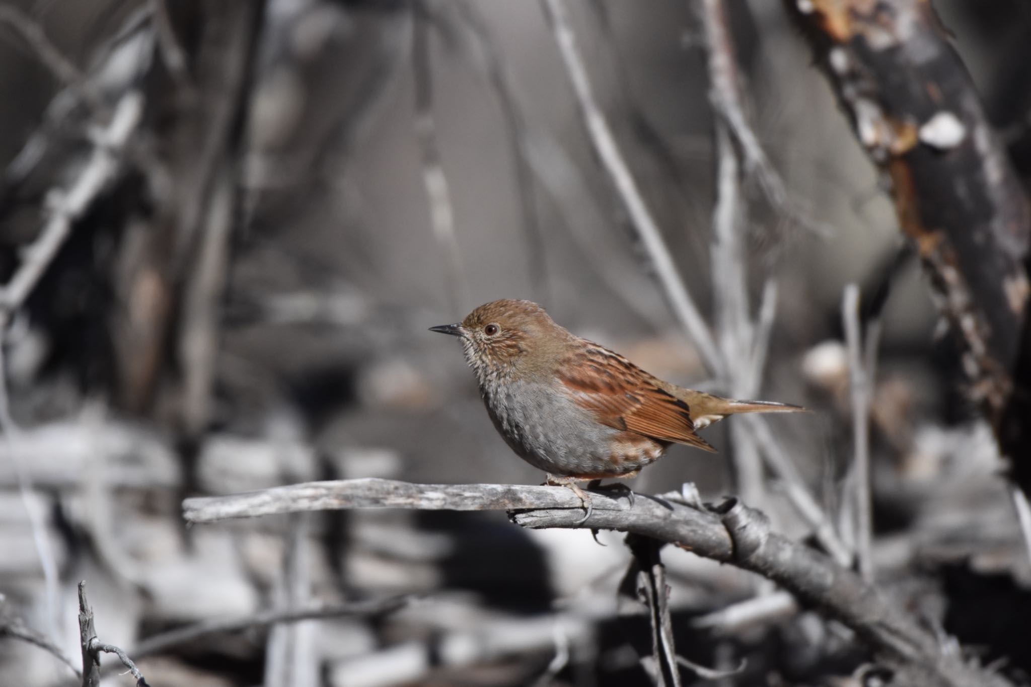 Photo of Japanese Accentor at 嵯峨塩深沢林道 by Hofstadter2303