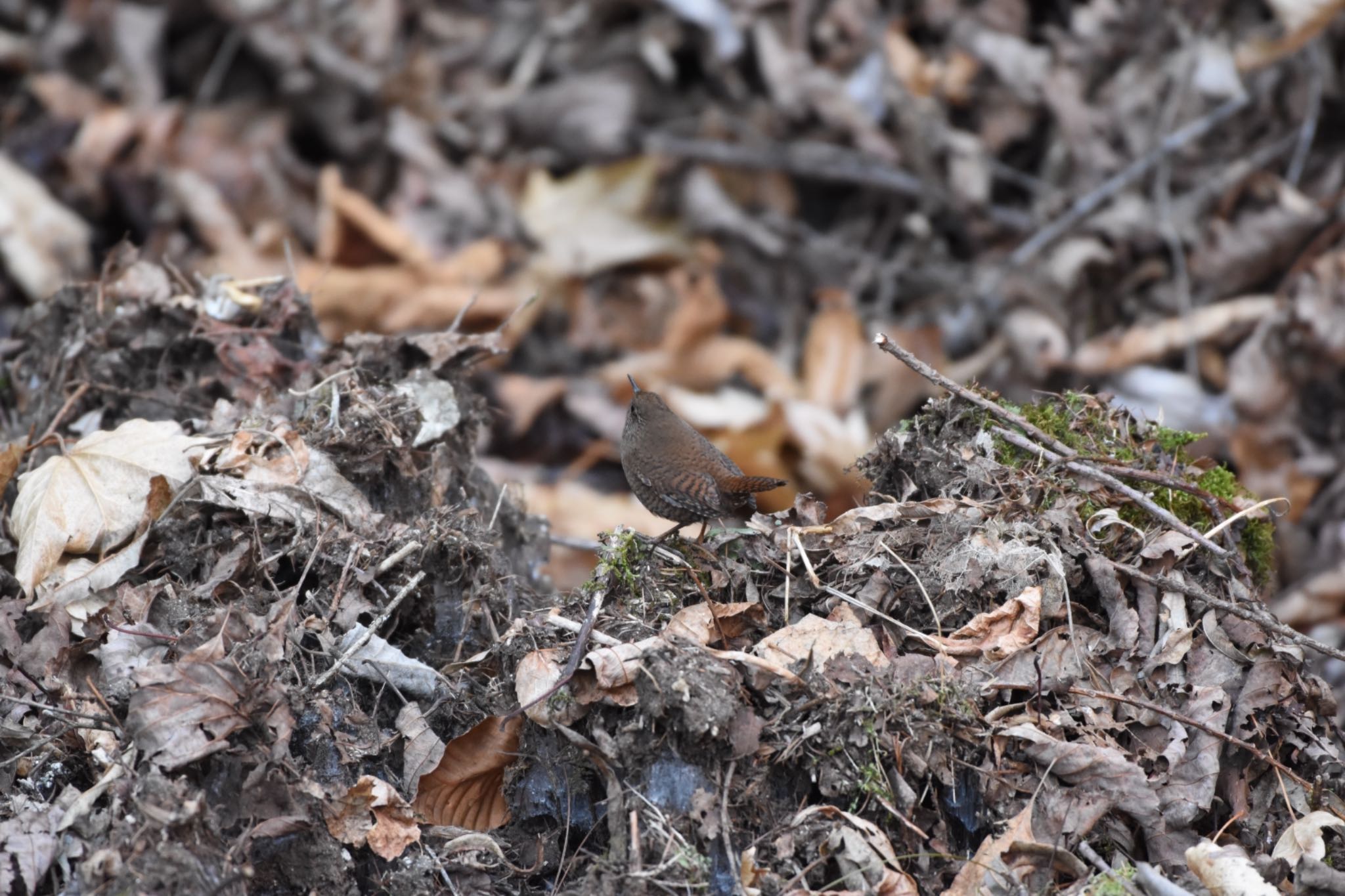 Photo of Eurasian Wren at 嵯峨塩深沢林道 by Hofstadter2303