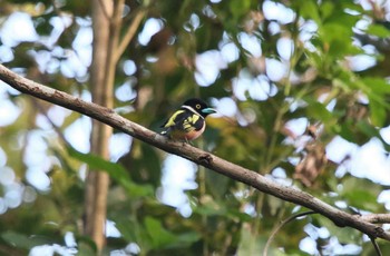 Black-and-yellow Broadbill タイ Mon, 2/25/2019