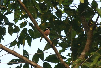 Black-and-yellow Broadbill タイ Mon, 2/25/2019