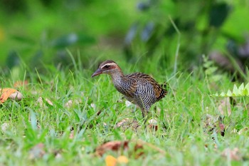 ナンヨウクイナ Peleliu Island (Palau) 2019年3月22日(金)