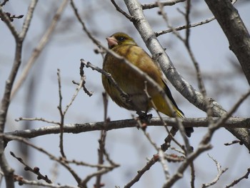 カワラヒワ 札幌市 2019年4月8日(月)