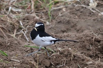 Japanese Wagtail 畑 Mon, 4/8/2019