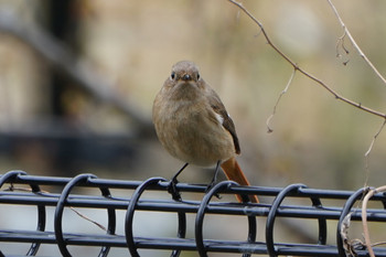 Daurian Redstart Sayama Park Mon, 4/8/2019