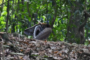 Mon, 2/25/2019 Birding report at タイ